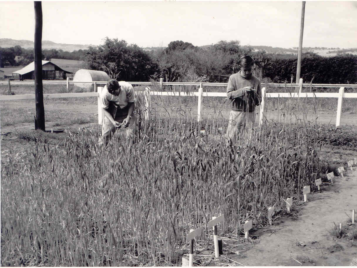 black and white image of two students bent over in a small field of crops.