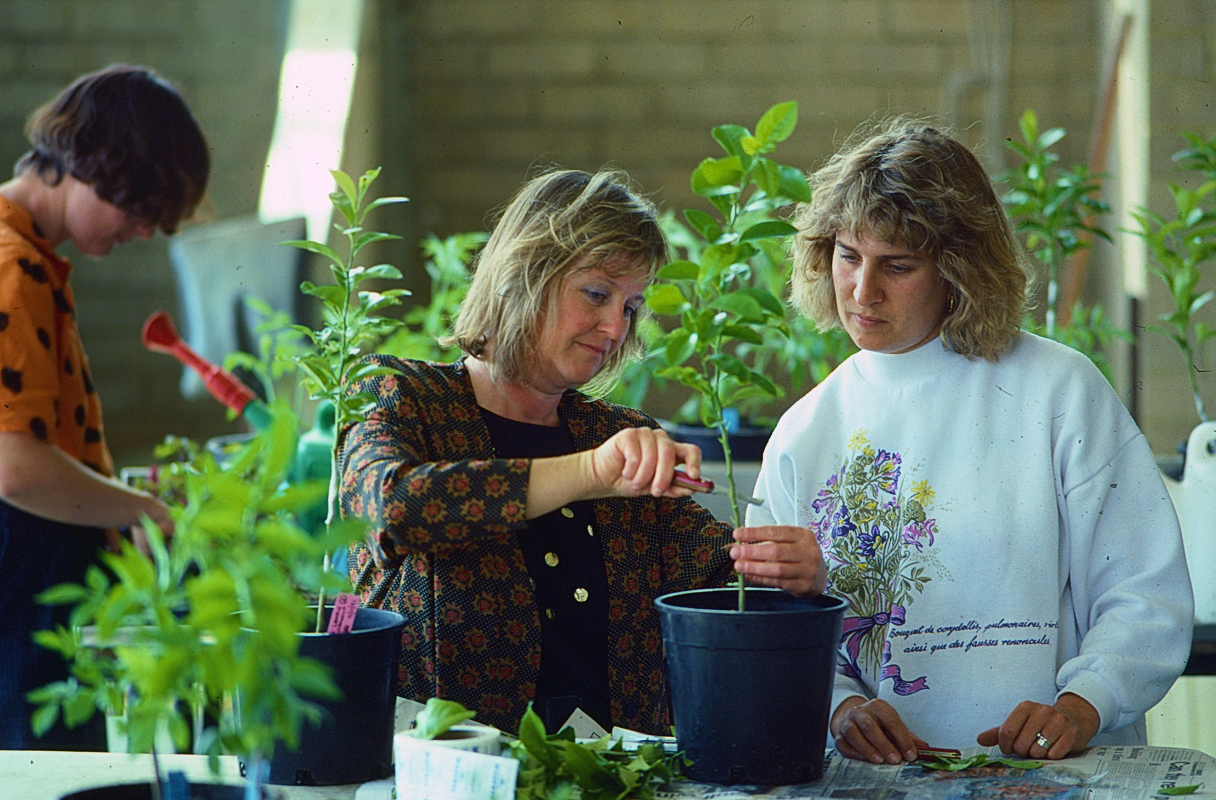 Two people studying a small plant, the staff member is cutting the stem